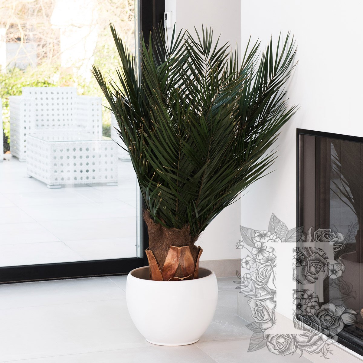 Palm Phoenix 1