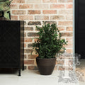 Parvifolia Plant 1