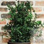 Parvifolia Plant 2