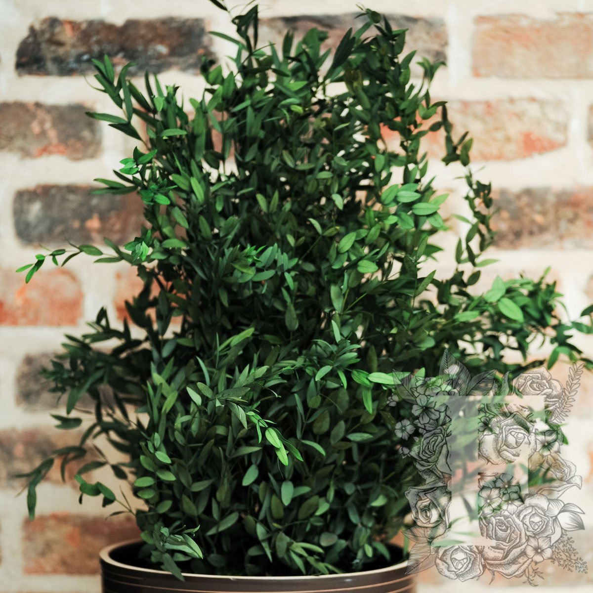 Parvifolia Plant 2