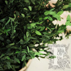 Parvifolia Plant 3