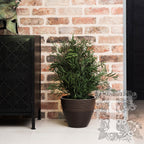 Plant Nicoly 1