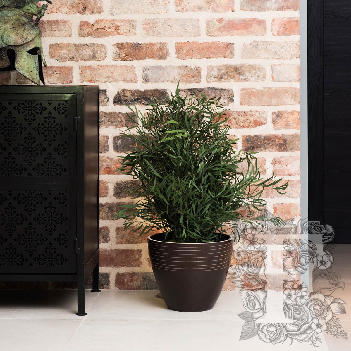 Plant Nicoly 1