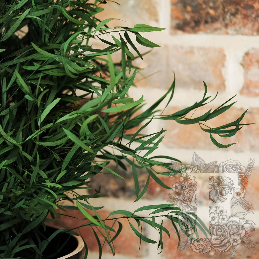 Plant Nicoly 2