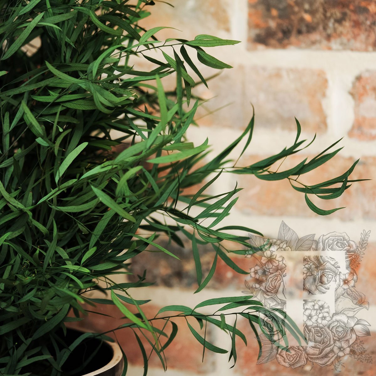 Plant Nicoly 2