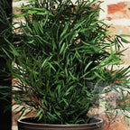Plant Nicoly 3