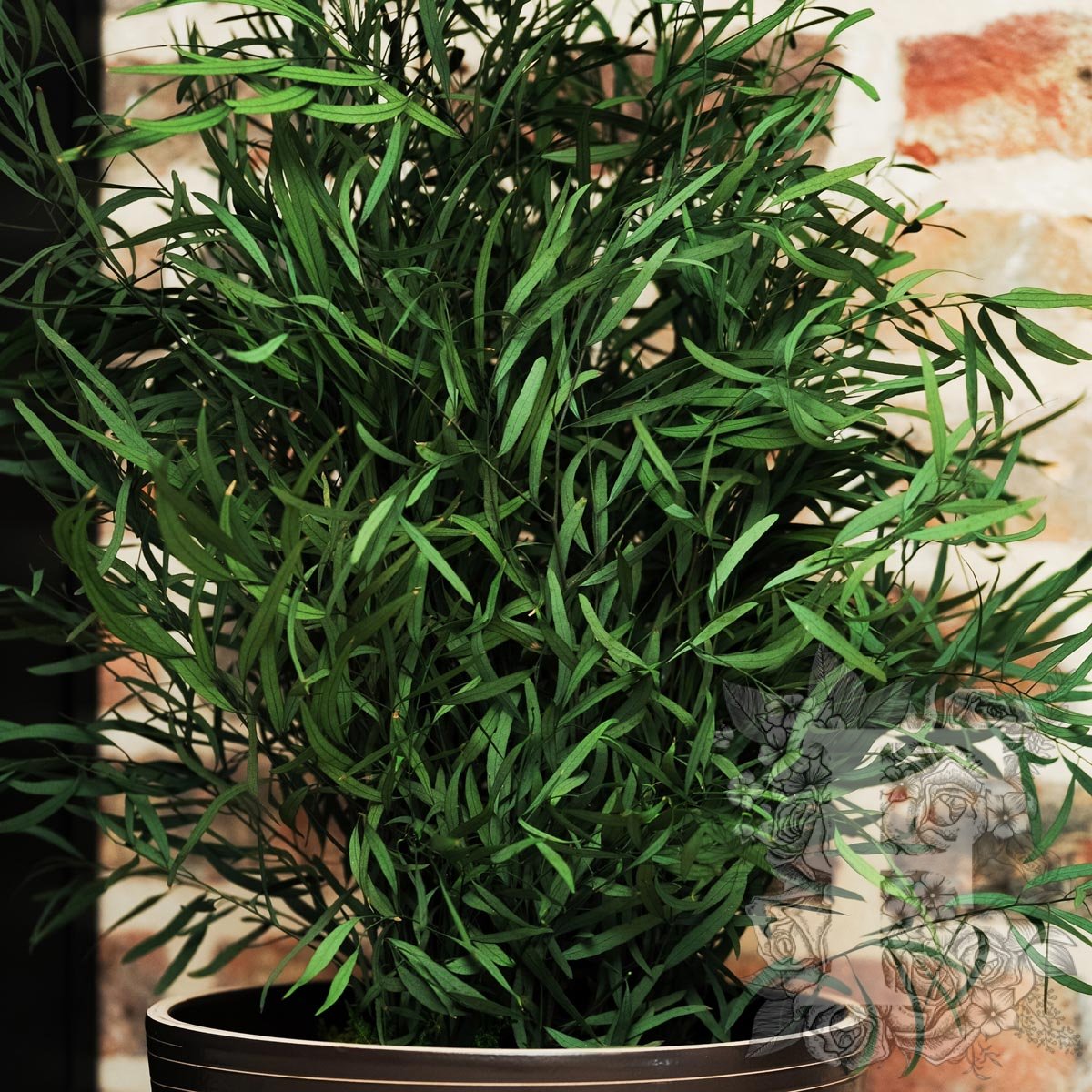 Plant Nicoly 3