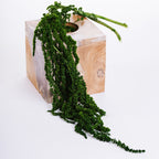 Amaranthus - Bunch