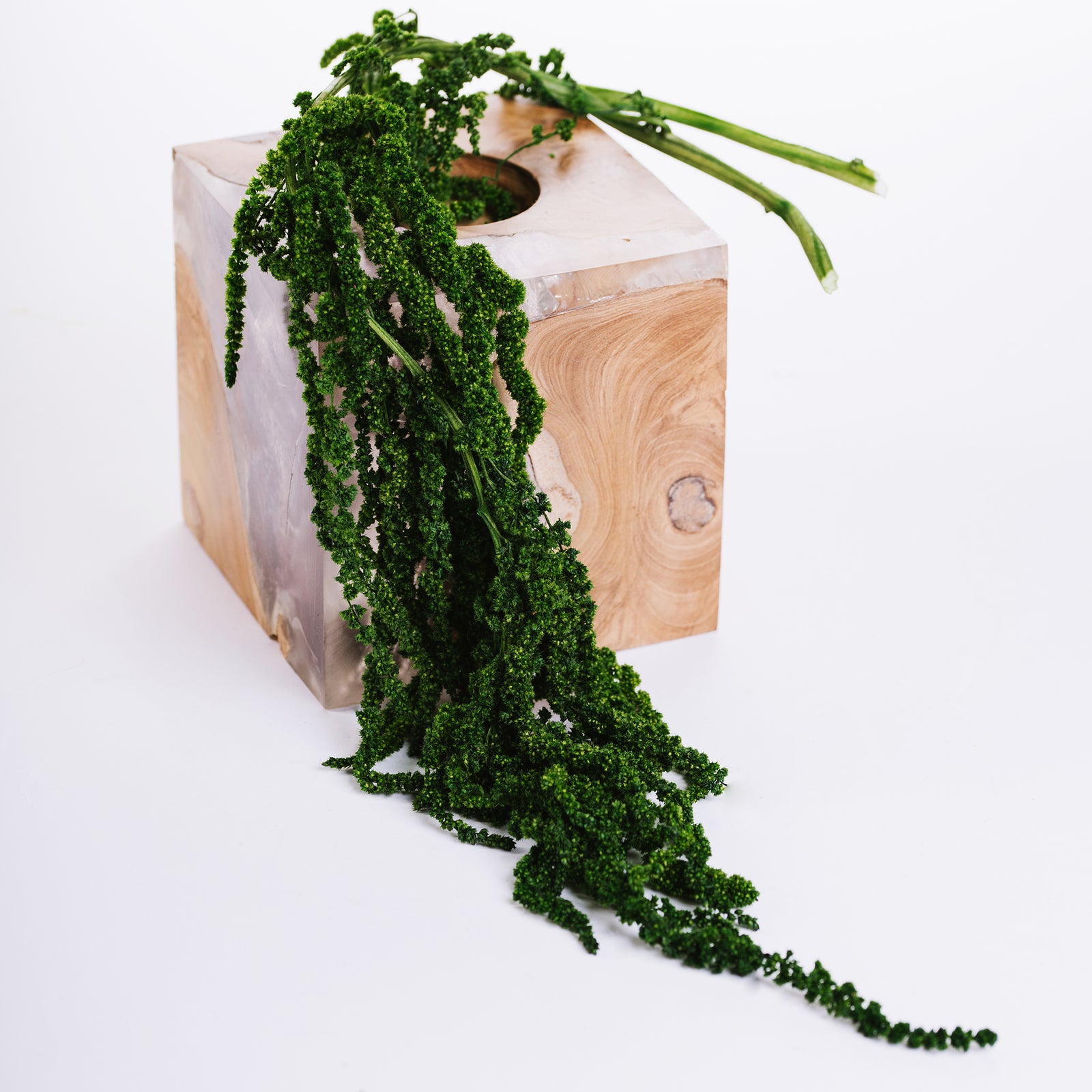 Amaranthus - Bunch