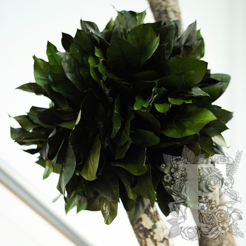 Jumbo Salal 2