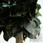 Jumbo Salal 3
