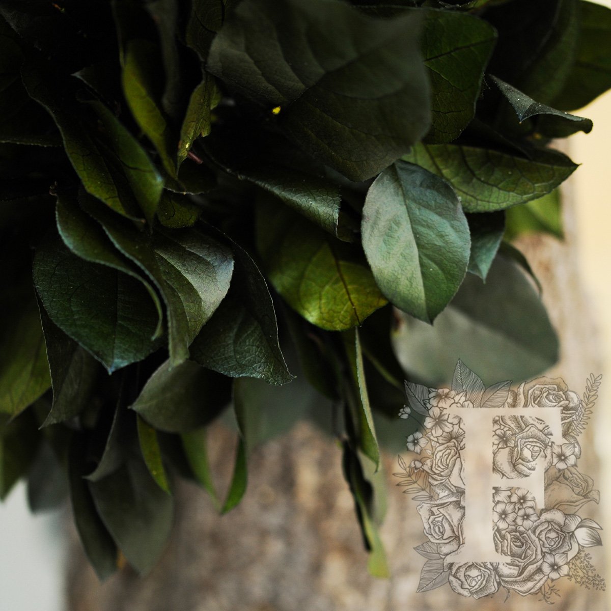 Jumbo Salal 4