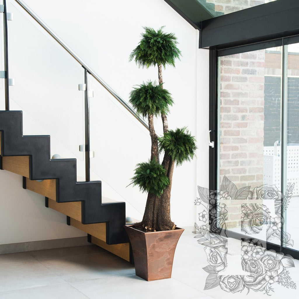 Jumbo Thuja 1