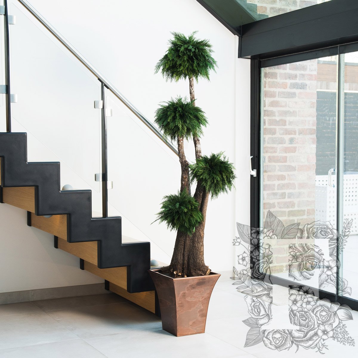 Jumbo Thuja 1