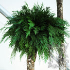 Jumbo Thuja 2