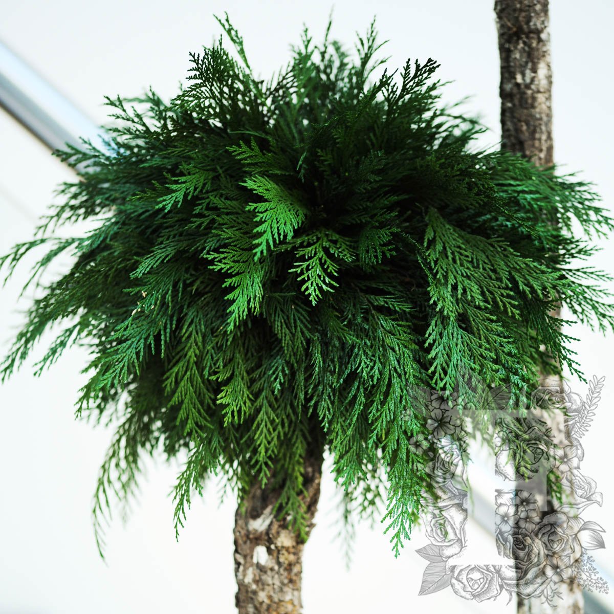 Jumbo Thuja 2