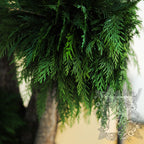 Jumbo Thuja 3