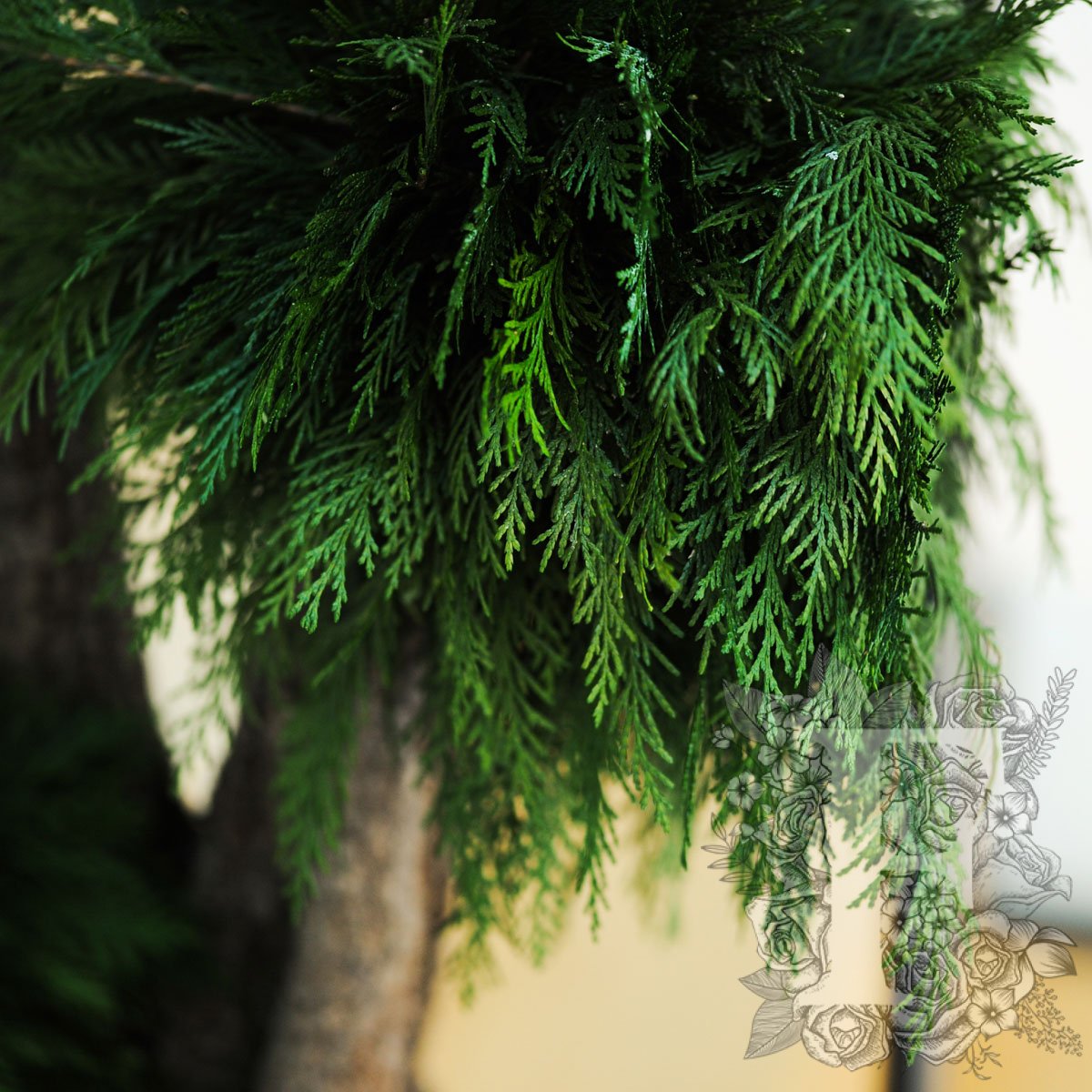 Jumbo Thuja 3