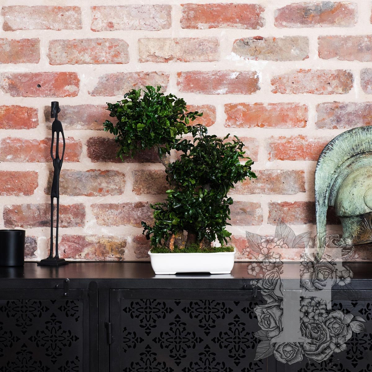 Bonsai Pittosporum 1