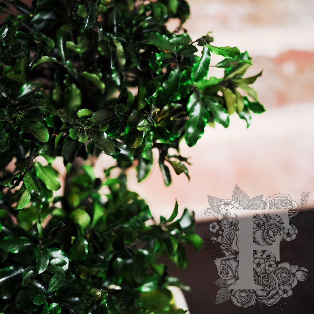 Bonsai Pittosporum 2