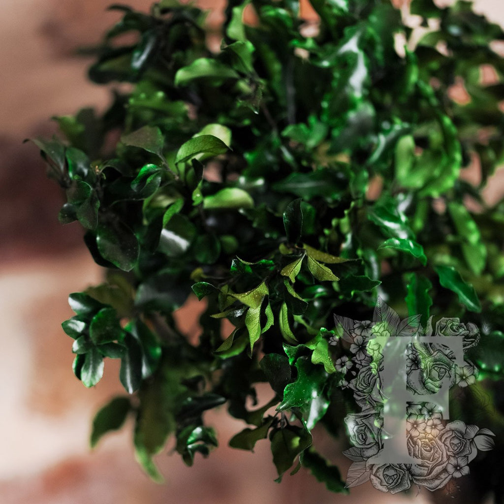 Bonsai Pittosporum 3