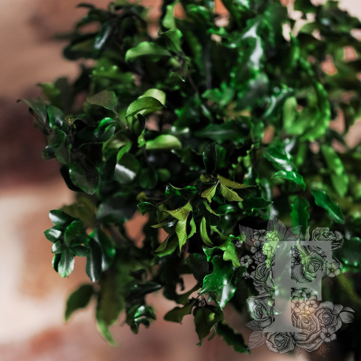 Bonsai Pittosporum 3