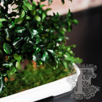 Bonsai Pittosporum 4