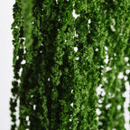 Amaranthus slim - Bunch
