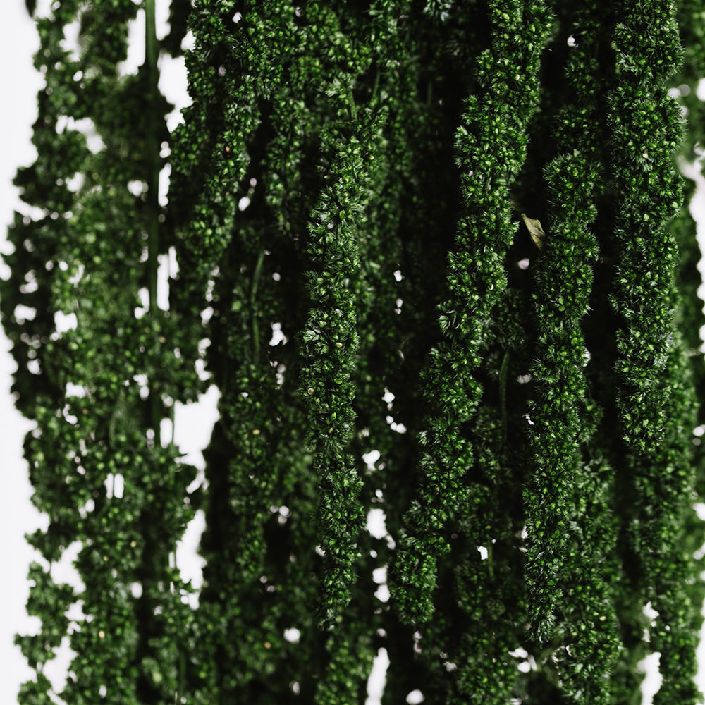 Amaranthus slim - Bunch