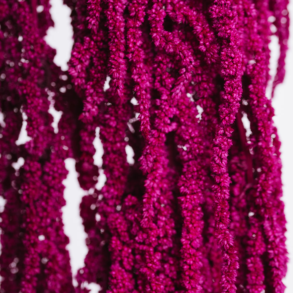 Amaranthus slim - Bunch
