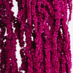 Amaranthus slim - Bunch