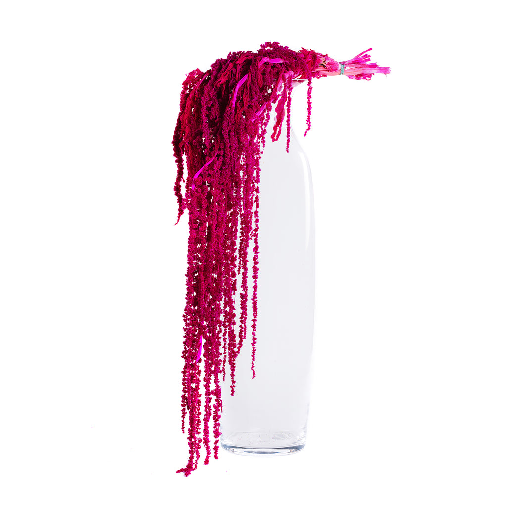 Amaranthus slim - Bunch