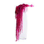 Amaranthus slim - Bunch
