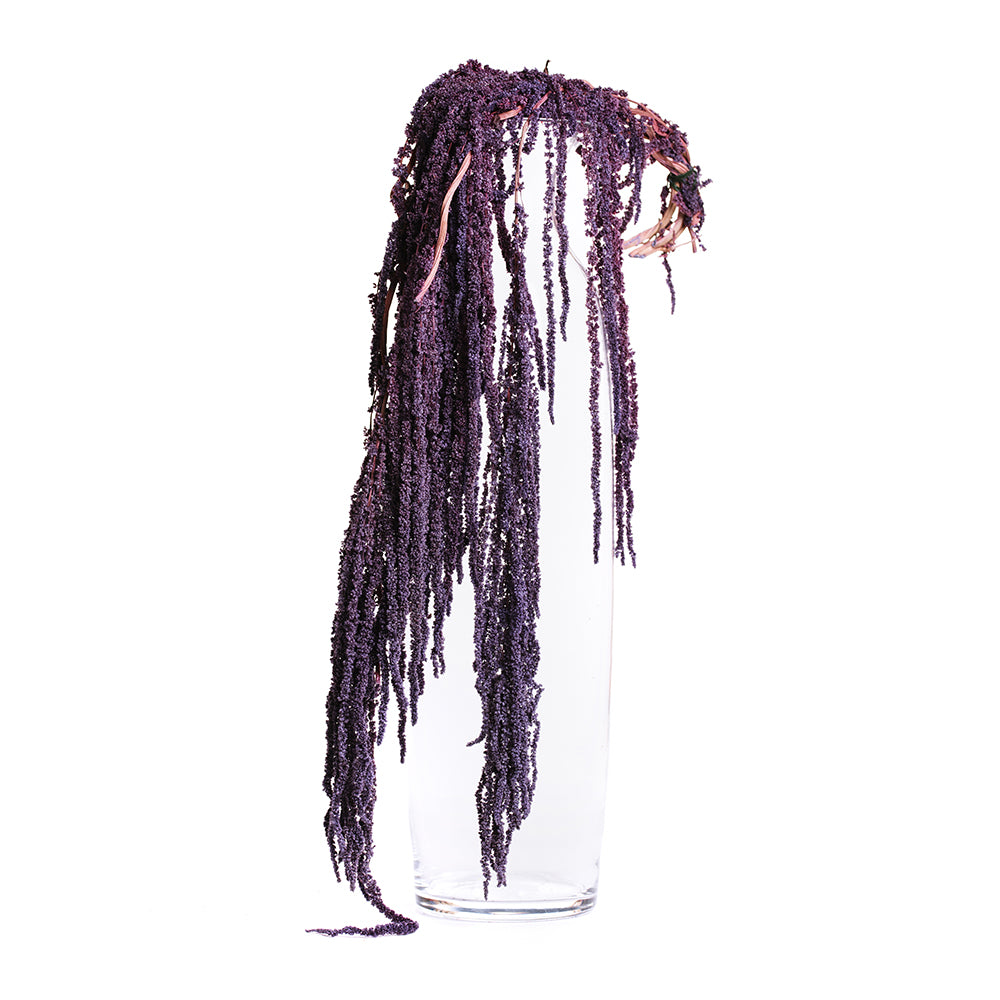 Amaranthus slim - Bunch