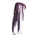 Amaranthus slim - Bunch