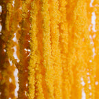 Amaranthus slim - Bunch