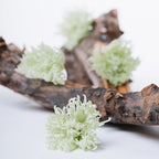 Chrysanthemum Anastasia - 4 Heads