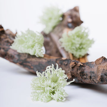 Chrysanthemum Anastasia - 4 Heads