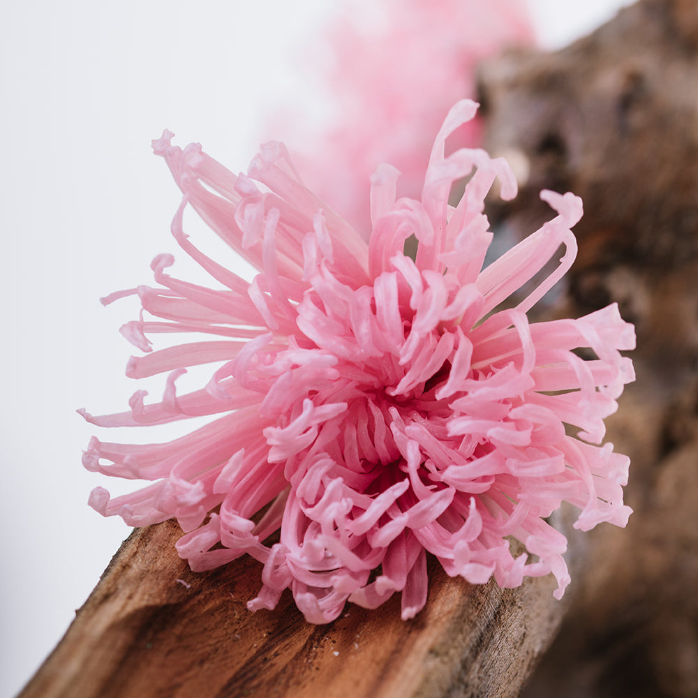 Chrysanthemum Anastasia - 4 Heads