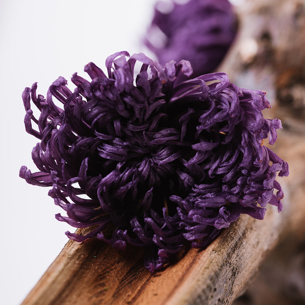 Chrysanthemum Anastasia - 4 Heads