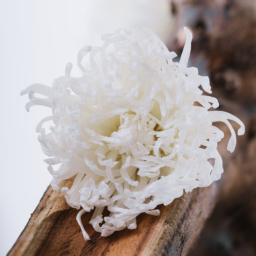 Chrysanthemum Anastasia - 4 Heads