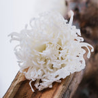 Chrysanthemum Anastasia - 4 Heads