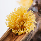 Chrysanthemum Anastasia - 4 Heads