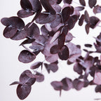 Classic - Eucalyptus Cinerea - Bunch