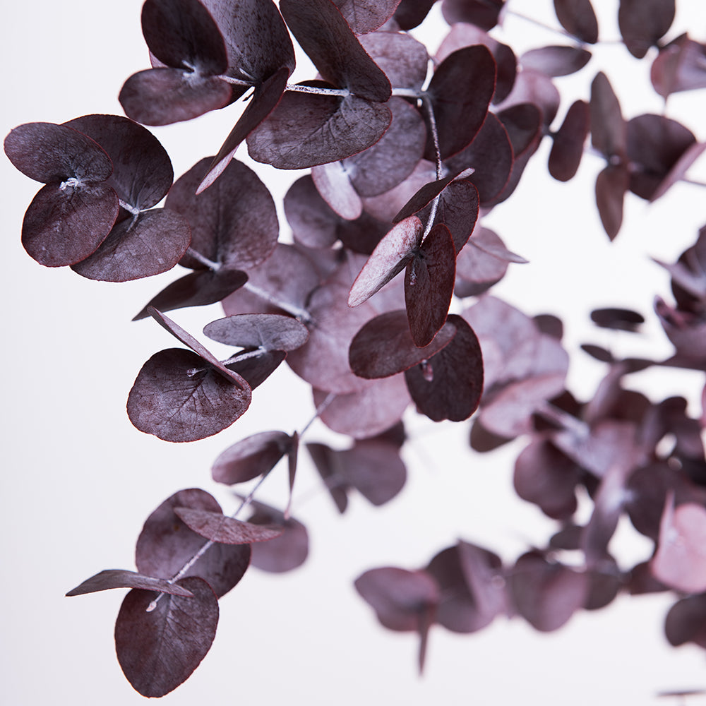 Classic - Eucalyptus Cinerea - Bunch