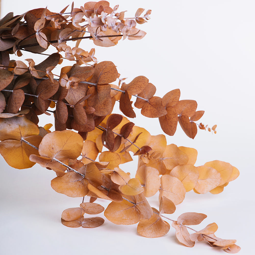 Classic - Eucalyptus Cinerea - Bunch
