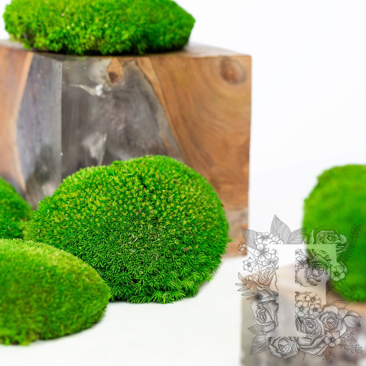 Canopy - Ball Moss - Window box