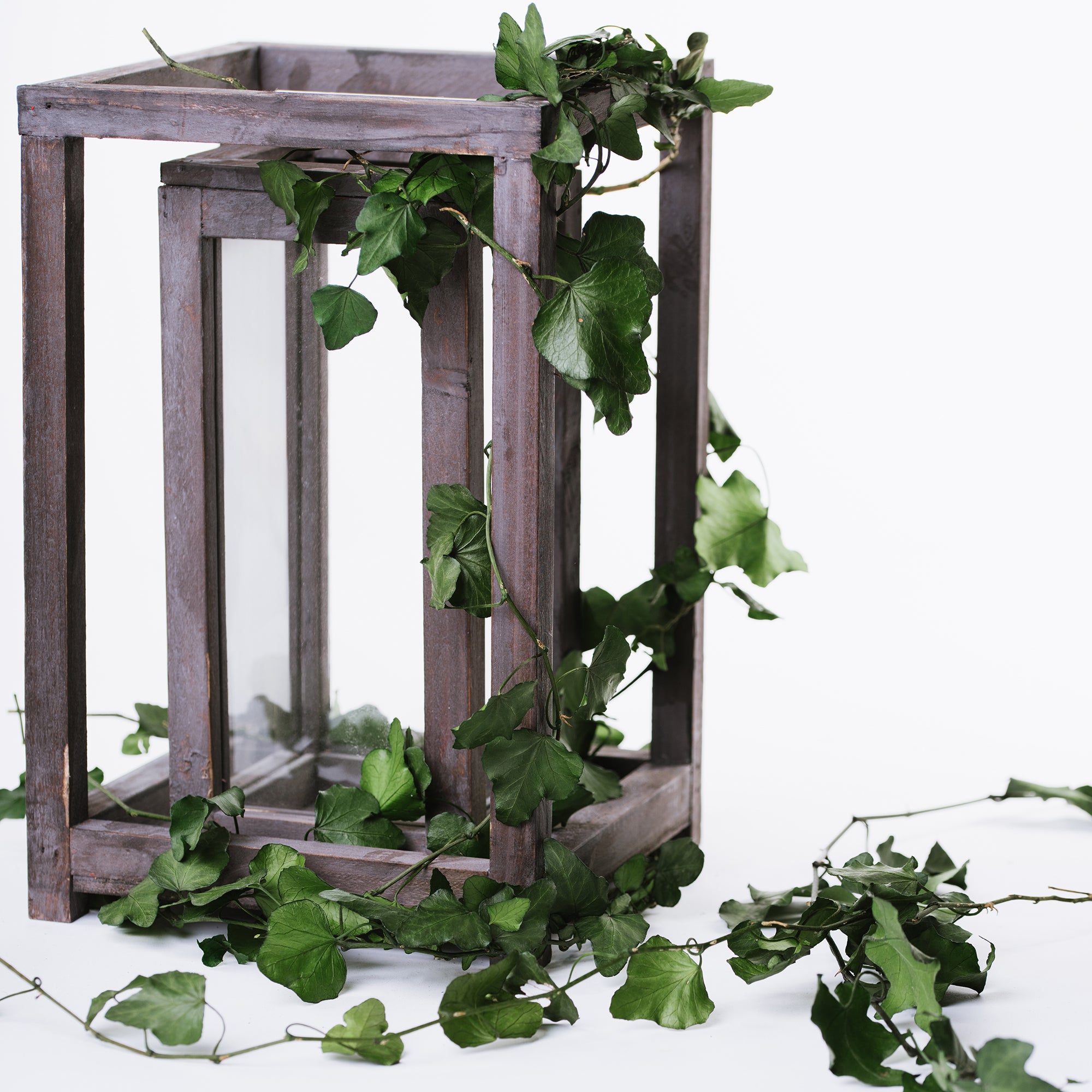 Hedera Helix - Bunch