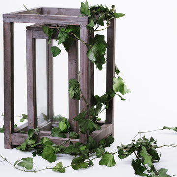 Hedera Helix - Bunch