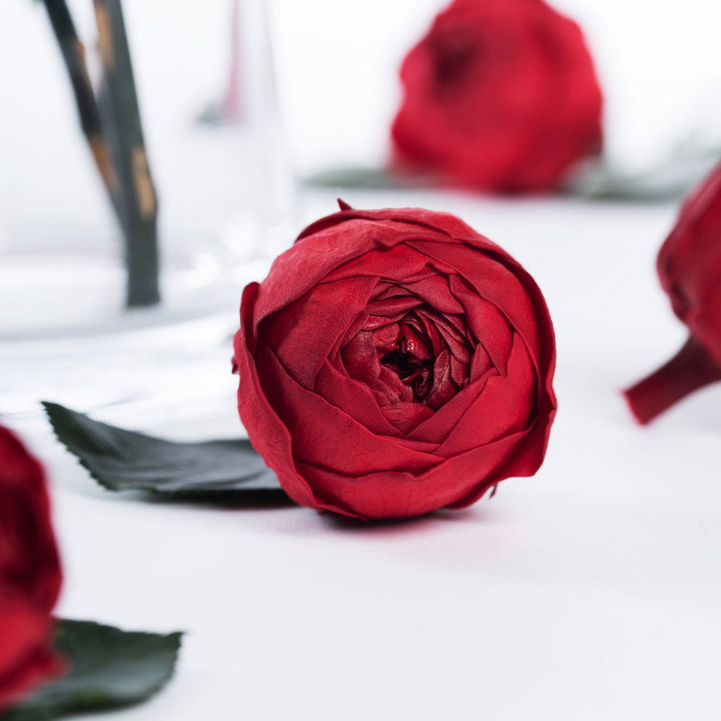Garden Rose - Peonies - Niki - 6 Heads